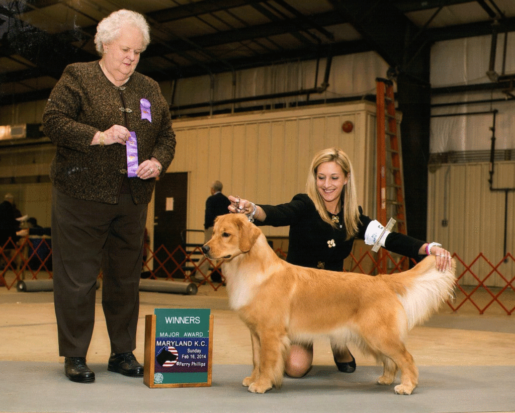 Ruby – Goodtime Golden Retrievers