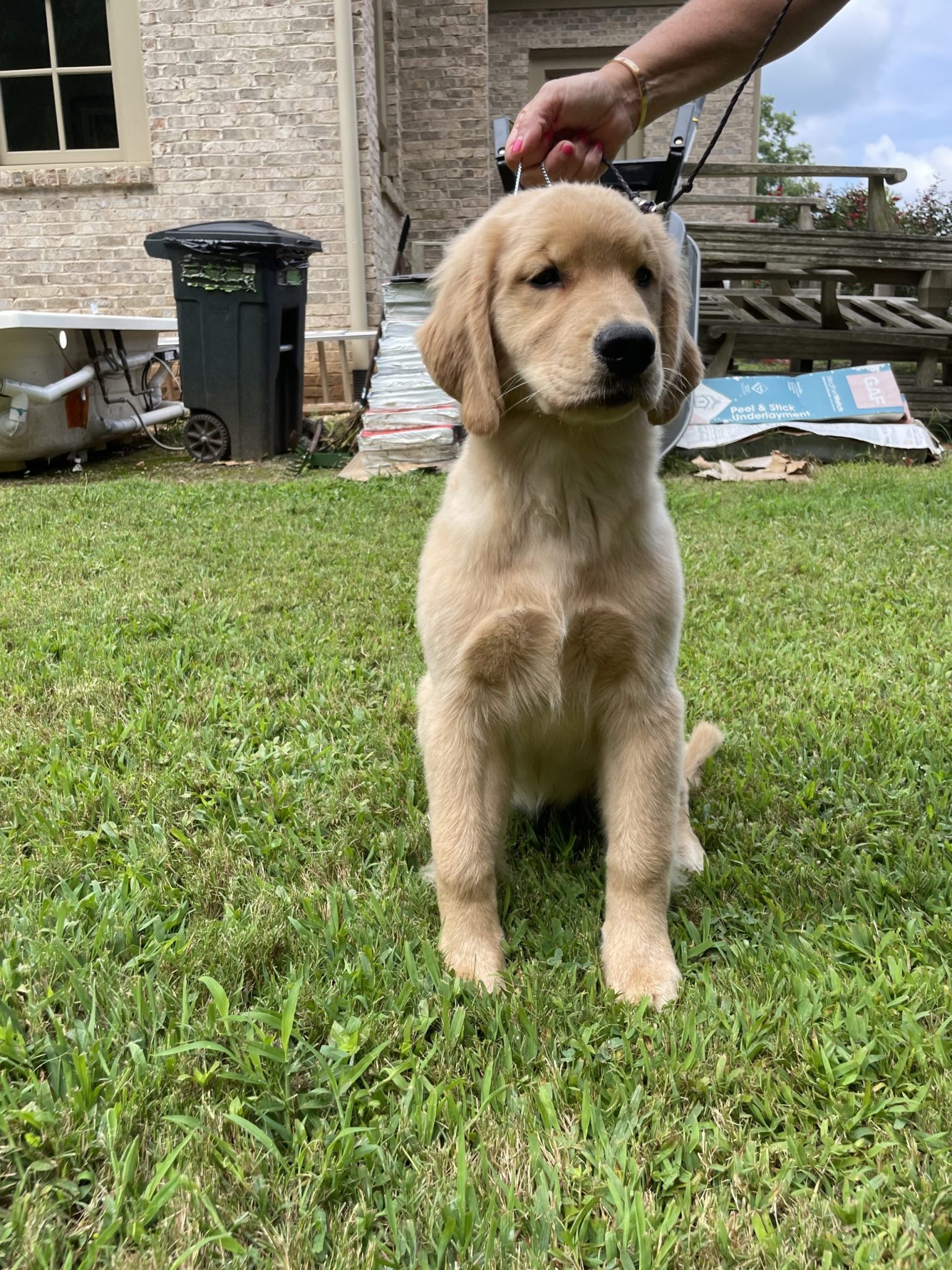 Poppy – Goodtime Golden Retrievers